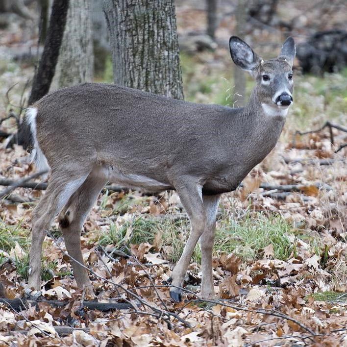After court cases and death threats, Montreal suburb's deer cull to go ahead in 2024